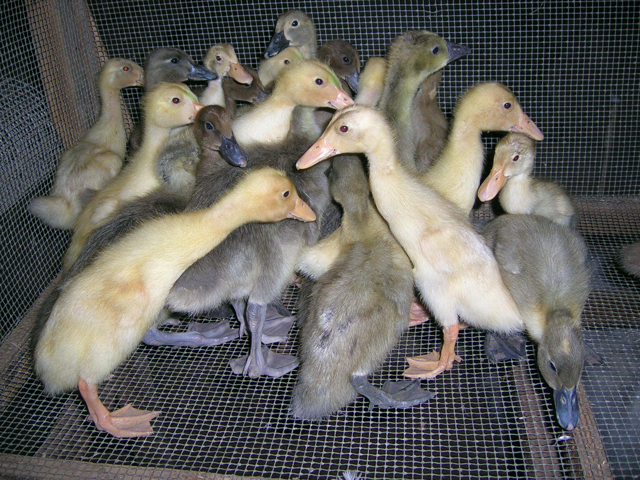 Duckling standing