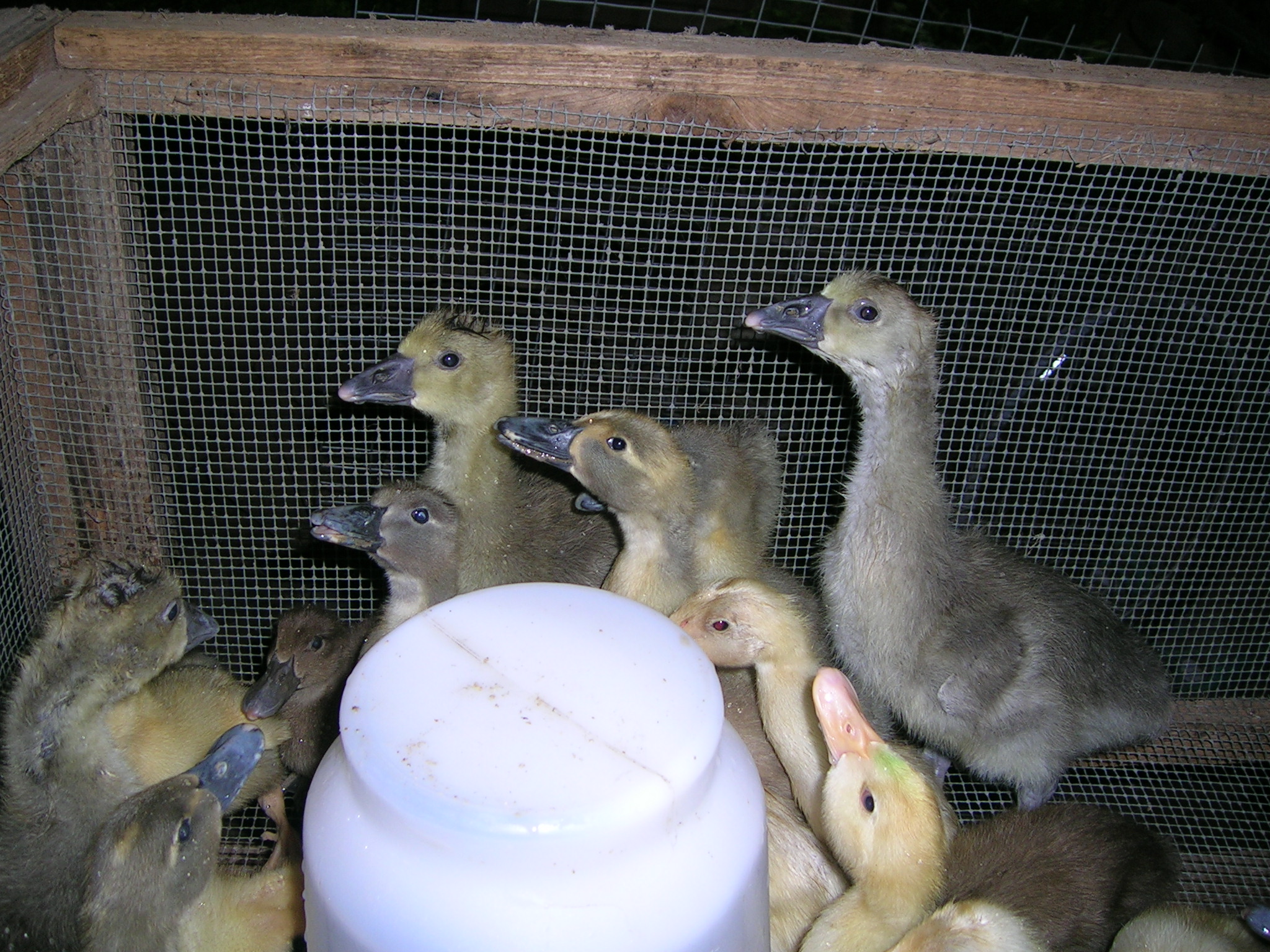 Ducklings Drinking 2